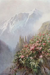 Wild Rhododendrons